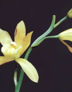 黄素兰花