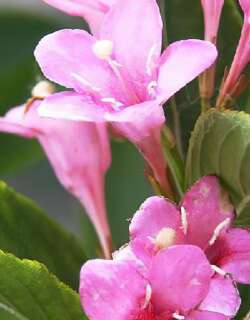 管花杜鹃