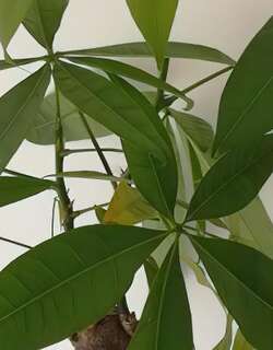 发财树