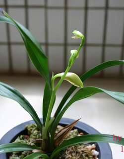 颐蝶兰花