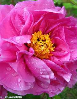 芍药