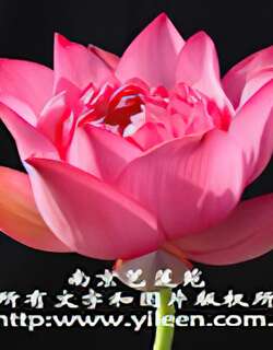 荷花新品