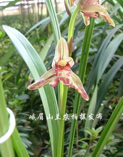 马边红蝴蝶兰花