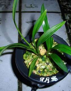 日月寶兰花