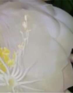 昙花