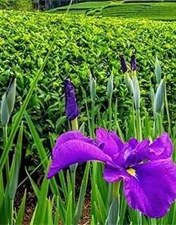 花菖蒲