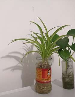 水养植物