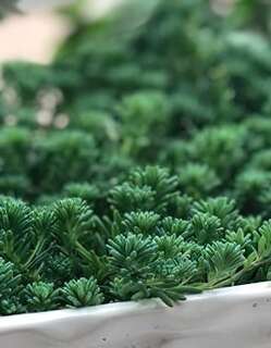 薄雪万年草