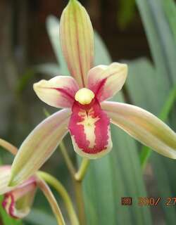 红舌龙乡兰苑兰花