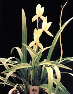 朱德素、龙岩素兰花