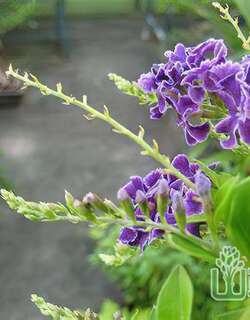 蕾丝金露花