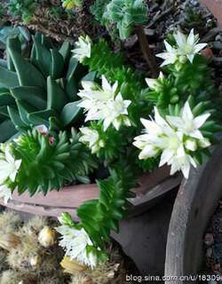 白花小松