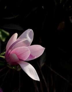 木兰花