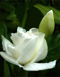 狗牙花