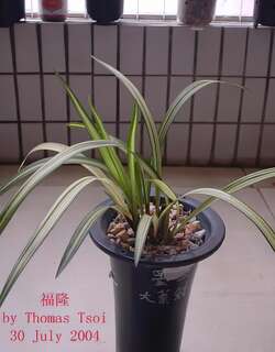福隆兰花