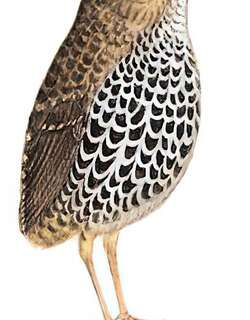 鳞胸鹪鹛