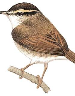 鳞头树莺