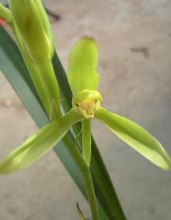 绿玉兰兰花