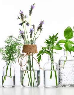 水养植物