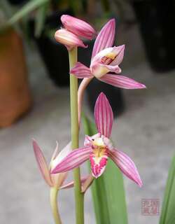 桃娇、四季樱姬兰花