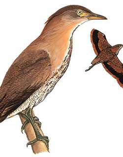 栗鳽
