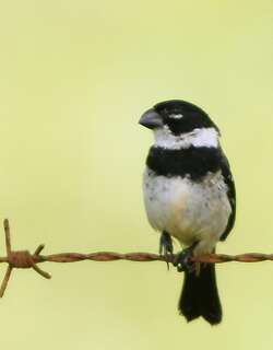莫莱食籽雀