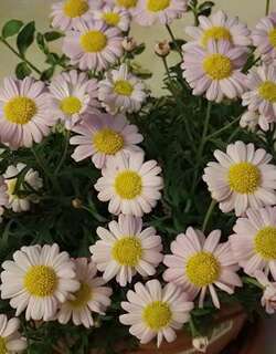 玛格丽特花