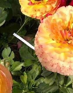 花毛茛