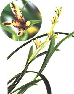 东方奇花兰花