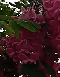 槐花