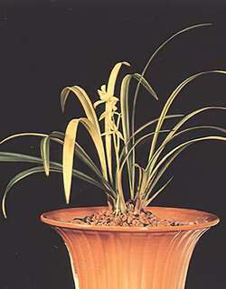 高艺鱼鲩兰花