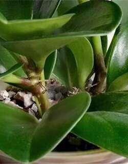 紫边碧玉椒草