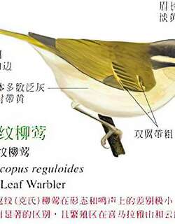 西南冠纹柳莺
