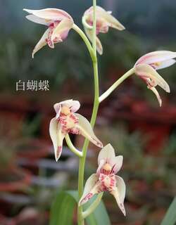 同信蝶、白蝴蝶兰花