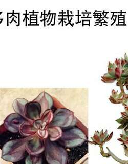 石莲花