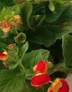 蒲包花