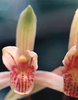 顺发兰花