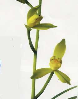 铁骨水仙瓣兰花