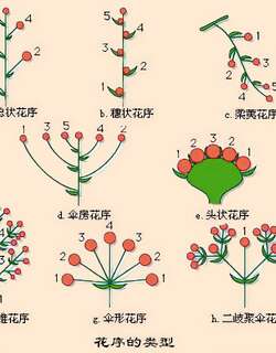 花序
