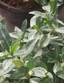 茉莉花