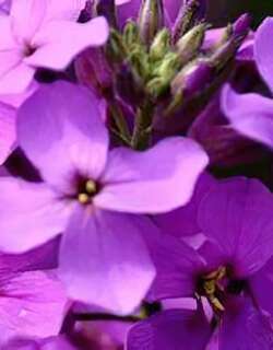 蓝香芥