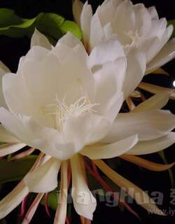 昙花