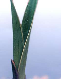 红银贡兰花