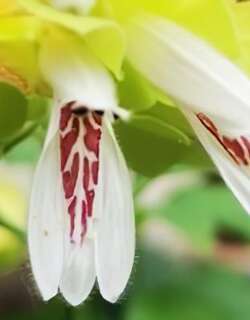 虾衣花
