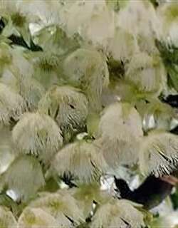橄榄花