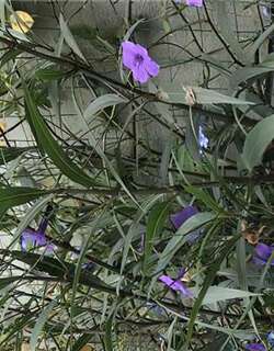 紫露草