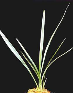 四季宝兰花