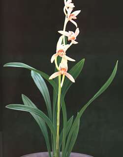 玉女兰花