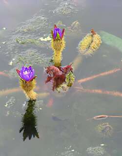 芡实