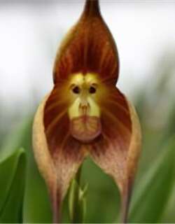 猴面小龙兰兰花